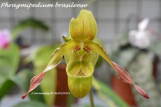 orchidées